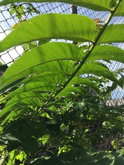 Ailanthus altissima