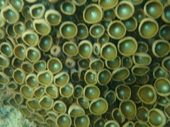 Palythoa grandiflora