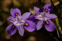 Moraea natalensis image