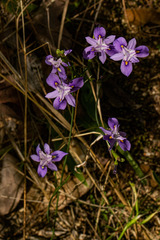 Moraea natalensis image