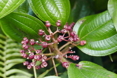 Miconia purpurea