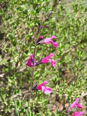 Salvia macellaria