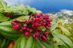 Miconia purpurea