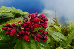 Miconia purpurea