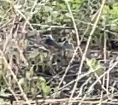 Pipilo erythrophthalmus