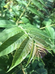 Ailanthus altissima