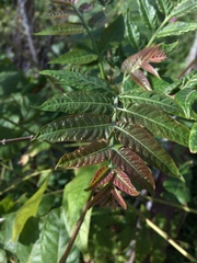 Ailanthus altissima