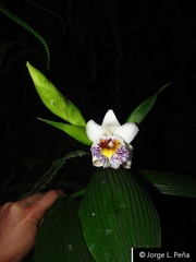 Sobralia luerorum