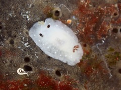 Cadlina pellucida