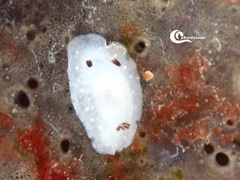 Cadlina pellucida