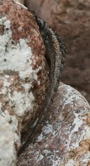 Sceloporus cowlesi
