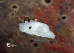 Cadlina pellucida