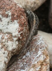 Sceloporus cowlesi