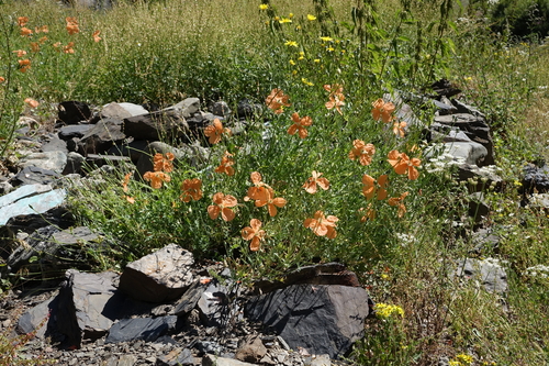 Image of Papaver armeniacum by (c) Oleg Kosterin, some rights reserved (CC BY)