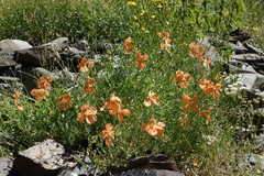 Papaver fugax