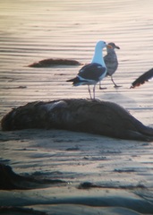 Phoca vitulina richardii