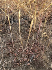 Eriogonum clavatum