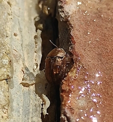 Hypocassida meridionalis