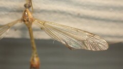 Hesperotipula