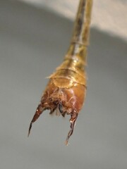 Hesperotipula
