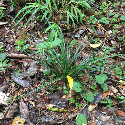 Carex taihokuensis iNat (3)