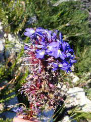 Lobelia valida