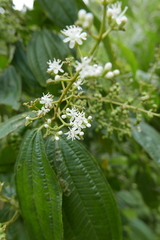 Miconia laevigata