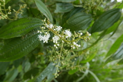 Miconia laevigata