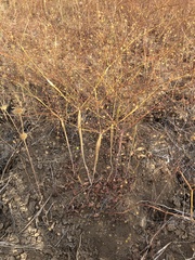 Eriogonum clavatum