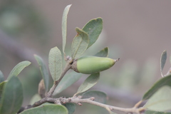 Quercus john-tuckeri