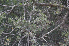 Quercus john-tuckeri