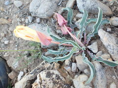 Oenothera howardii