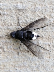 Anthrax aterrimus