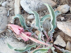 Oenothera howardii