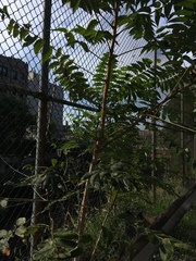 Ailanthus altissima