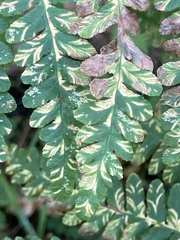 Uredinopsis pteridis