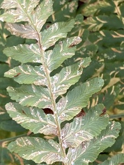 Uredinopsis pteridis