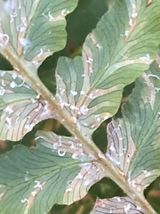 Uredinopsis pteridis