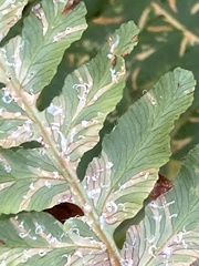 Uredinopsis pteridis