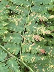 Uredinopsis pteridis