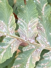 Uredinopsis pteridis