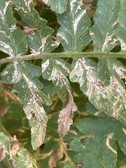 Uredinopsis pteridis