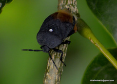 Dinidoridae