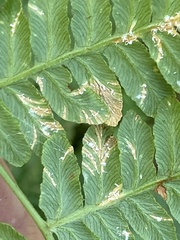 Uredinopsis pteridis