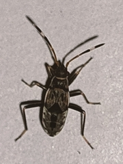 Beosus maritimus