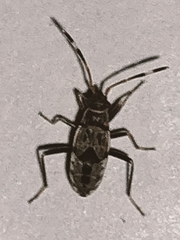 Beosus maritimus