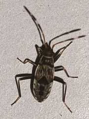 Beosus maritimus