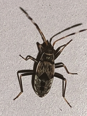 Beosus maritimus