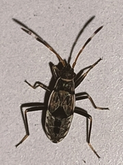 Beosus maritimus