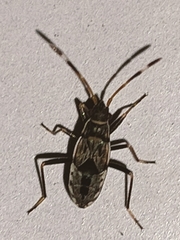Beosus maritimus